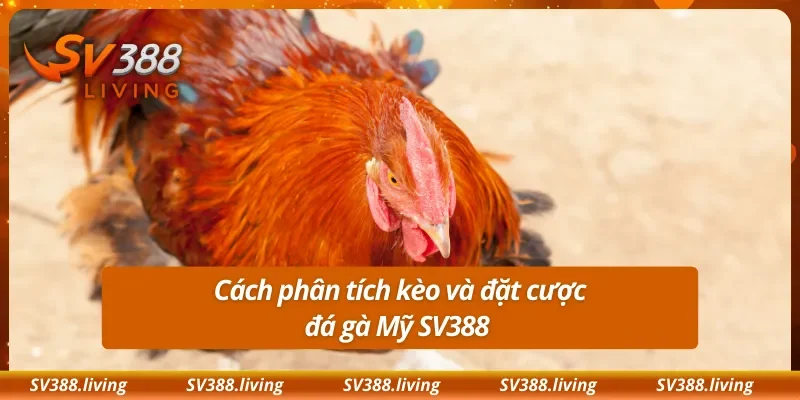 Cách phân tích kèo và đặt cược đá gà Mỹ SV388