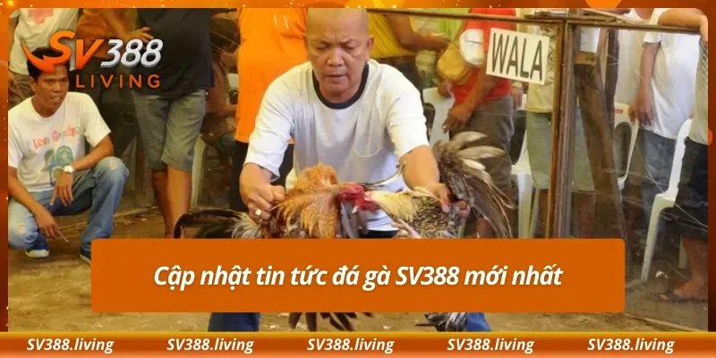 Cập nhật tin tức đá gà SV388 mới nhất