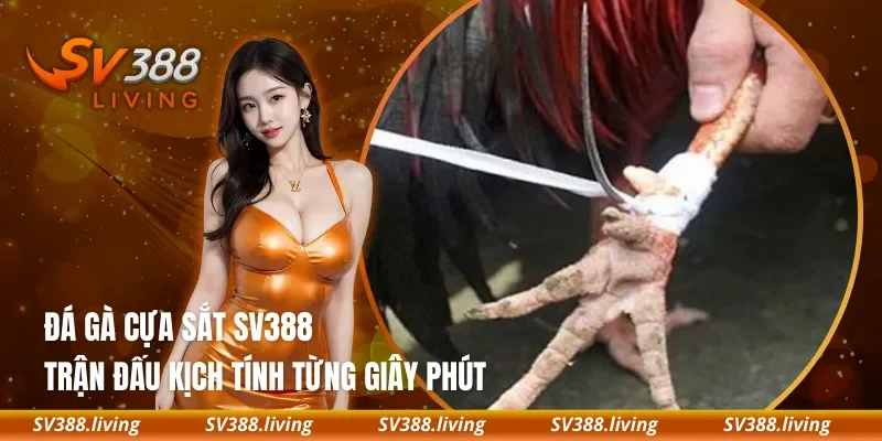 Đá Gà Cựa Sắt SV388 – Trận Đấu Kịch Tính Từng Giây Phút