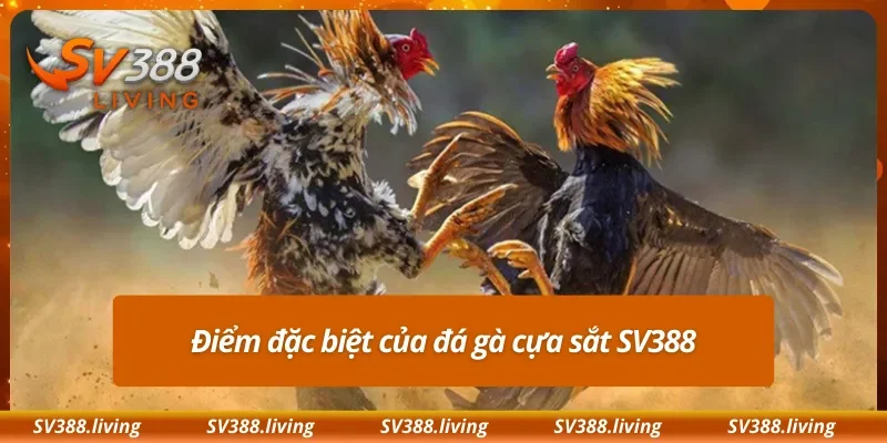 Điểm đặc biệt của đá gà cựa sắt SV388
