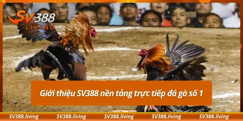 Giới thiệu SV388 nền tảng trực tiếp đá gà số 1