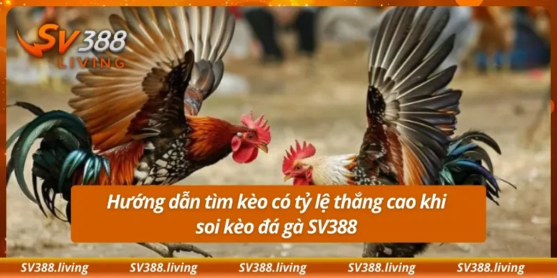 Hướng dẫn tìm kèo có tỷ lệ thắng cao khi soi kèo đá gà SV388