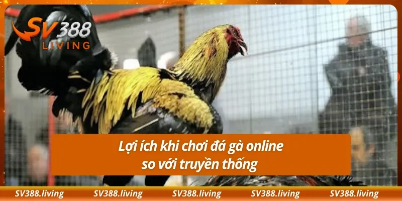 Lợi ích khi chơi đá gà online so với truyền thống