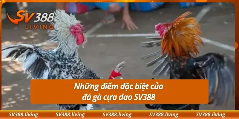 Những điểm đặc biệt của đá gà cựa dao SV388