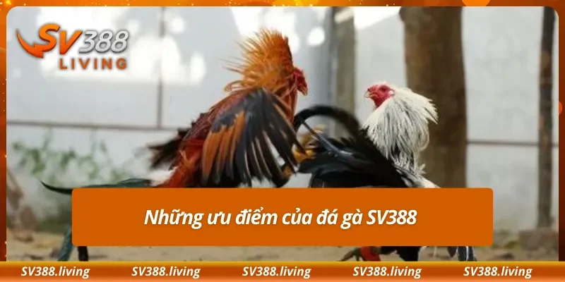 Những ưu điểm của đá gà SV388