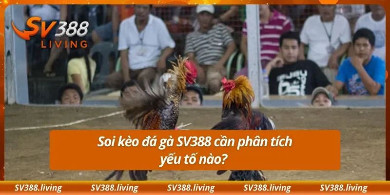 Soi kèo đá gà SV388 cần phân tích yếu tố nào?